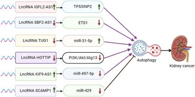 Critical roles of lncRNA-mediated autophagy in urologic malignancies